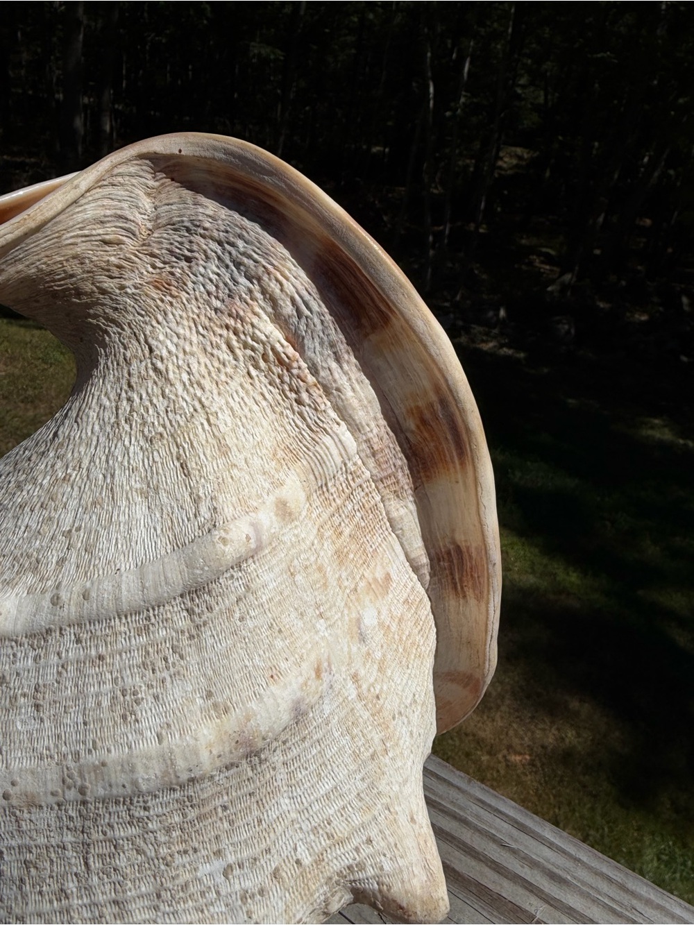 10+” Large | Cassis tuberosa | King Helmet - Picture 8 of 16